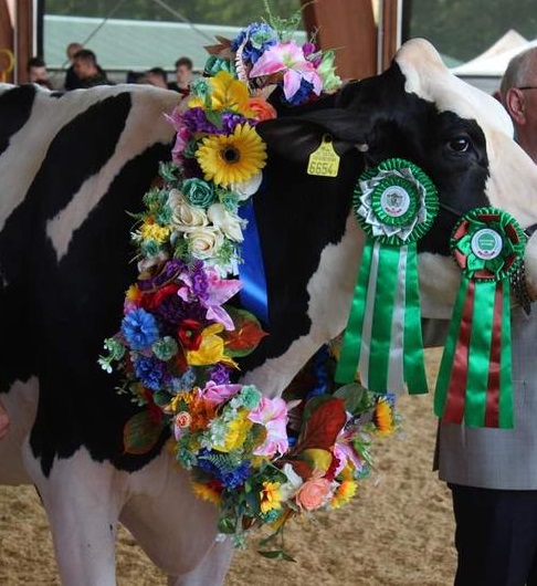 Regionalna Wystawa bydła mlecznego HF w Minikowie